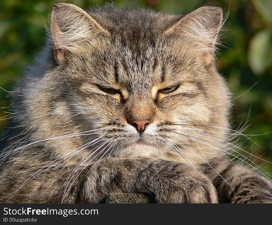 Cat lying on the fence under warm sun. Cat lying on the fence under warm sun