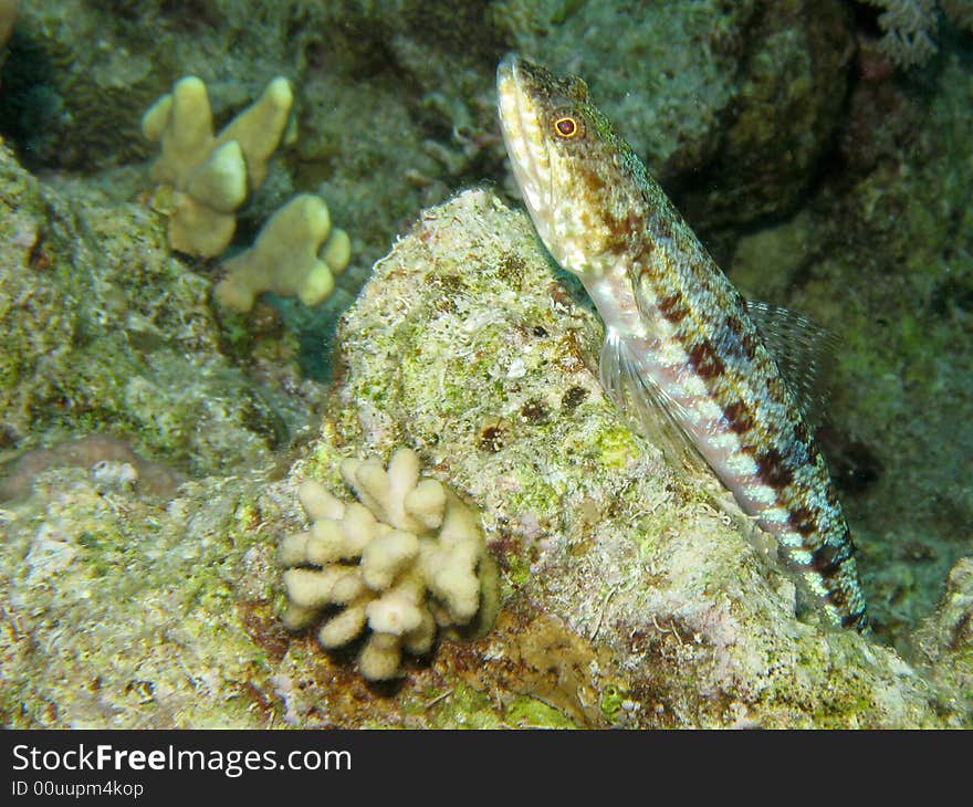 Clearfin lizard fish resting on coral outcrop