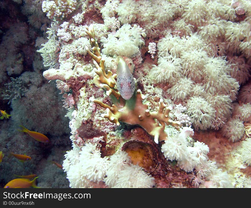 Freckled Hawkfish