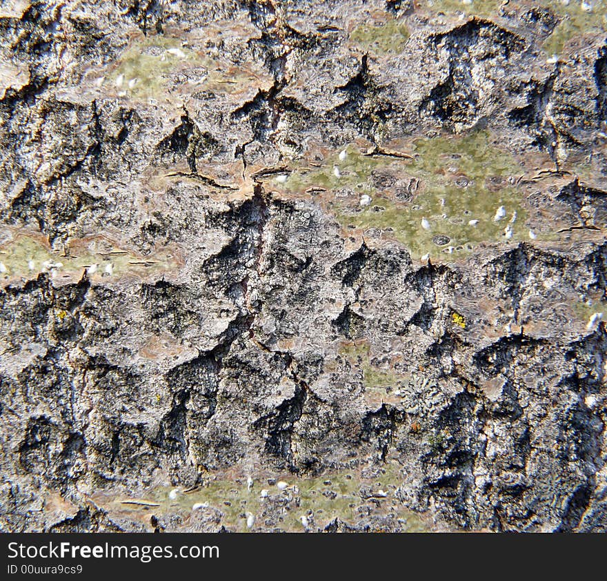 Wood texture