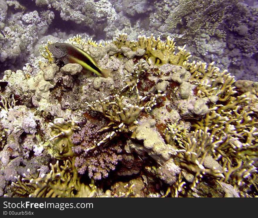 Freckled hawkfish resting