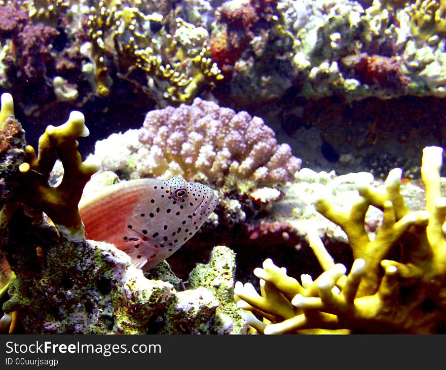 Freckled Hawkfish Resting