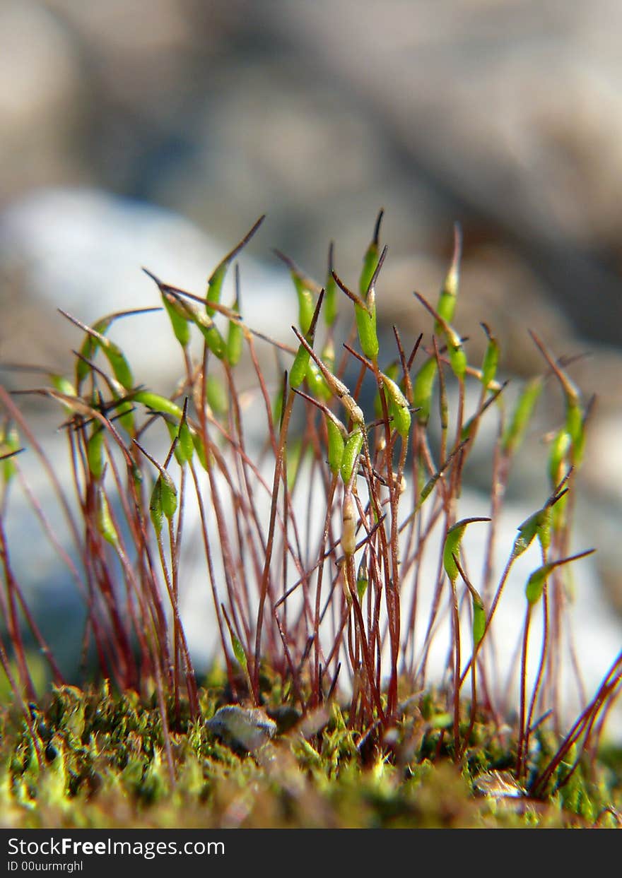 Moss macro