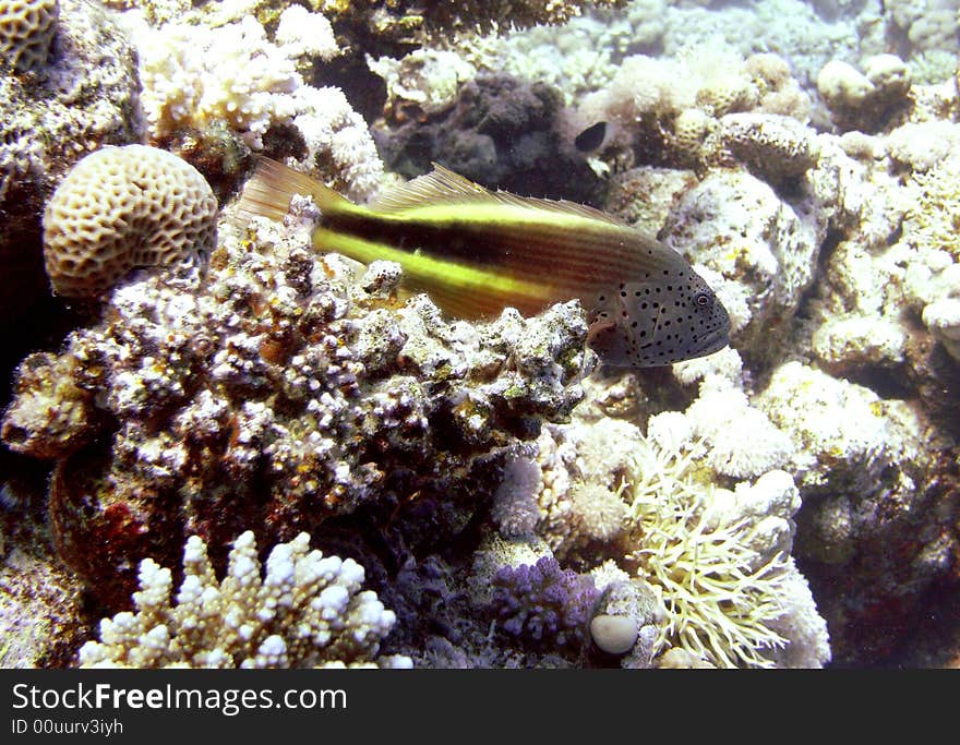 Freckled Hawkfish