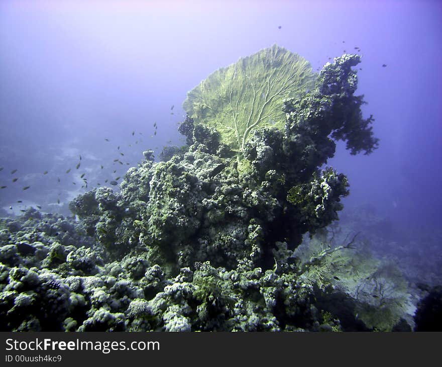 Giant sea fan and reef