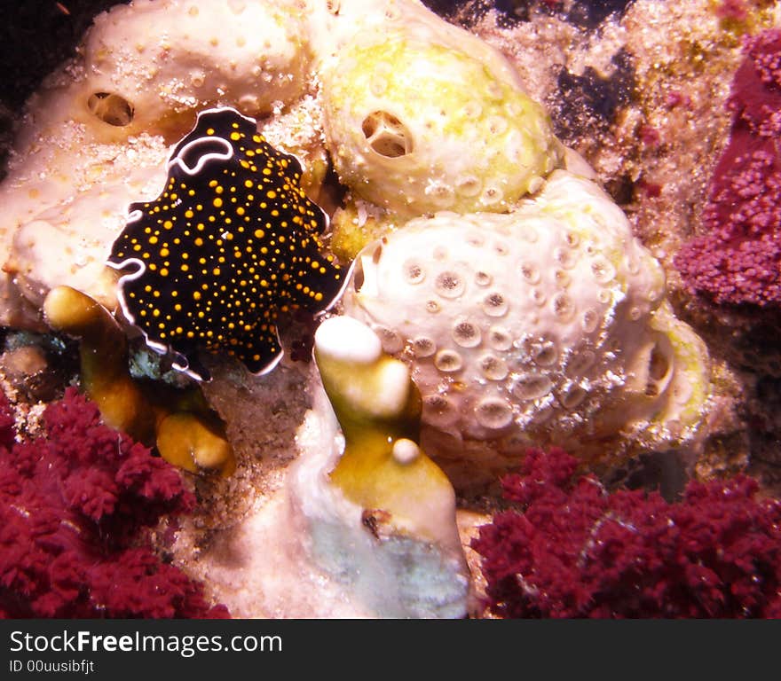 Gold dotted flatworm