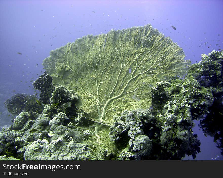 Giant Sea Fan