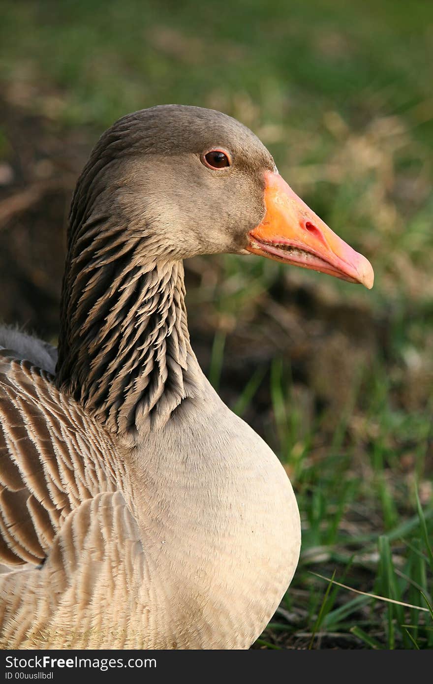 Goose