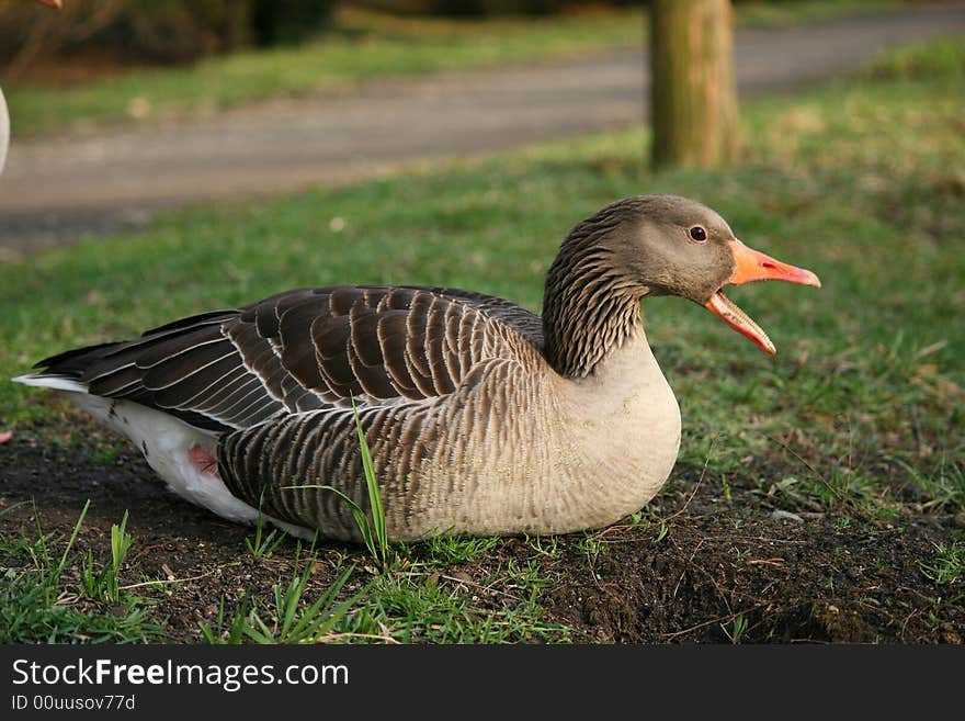 Goose