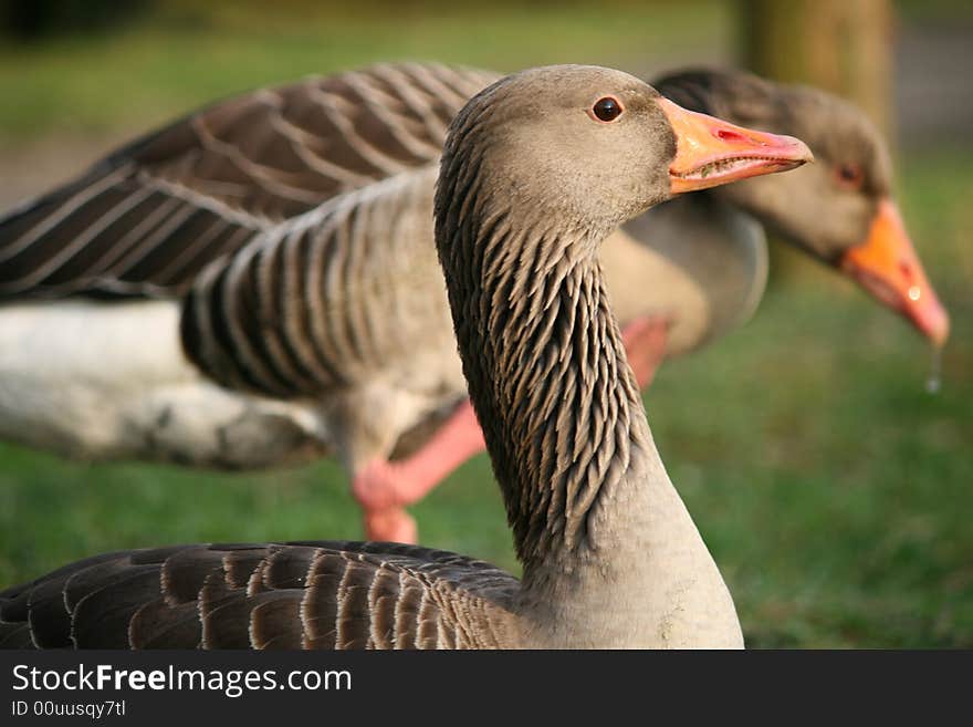 Goose