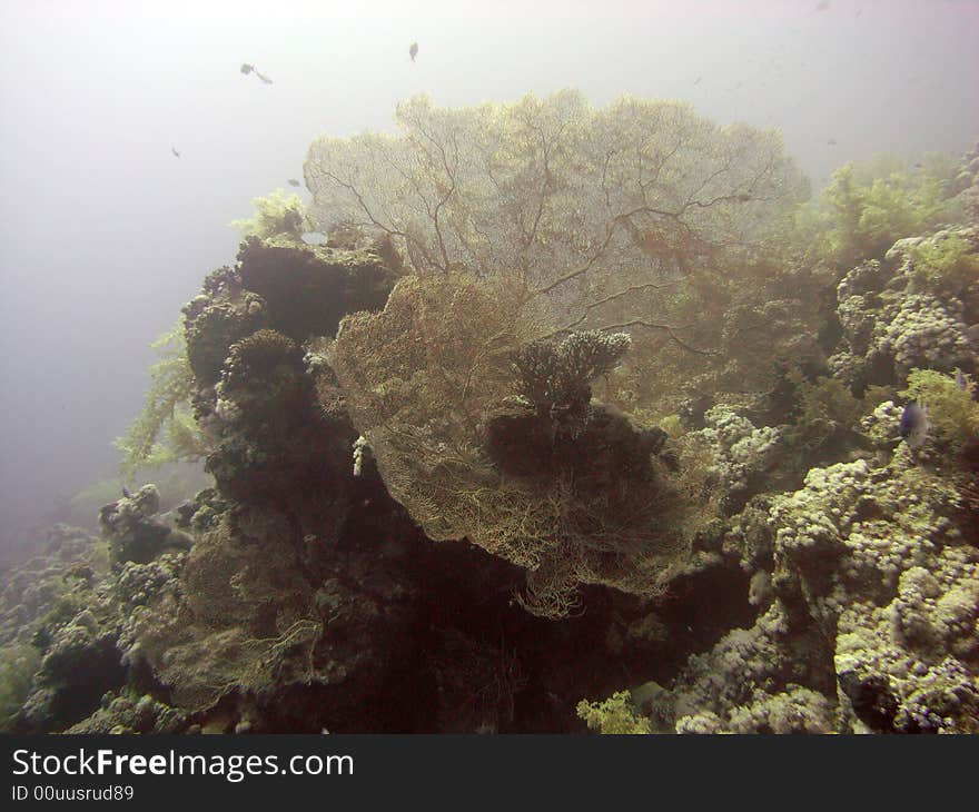 Gorgonian sea fans and other corals