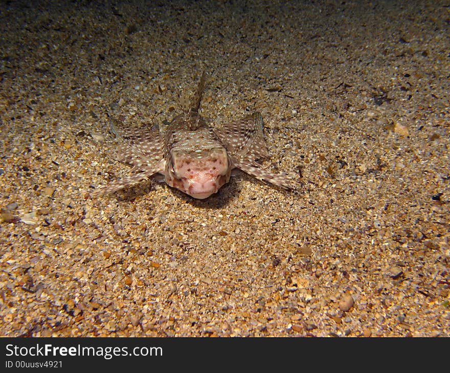 Flying gurnard resting