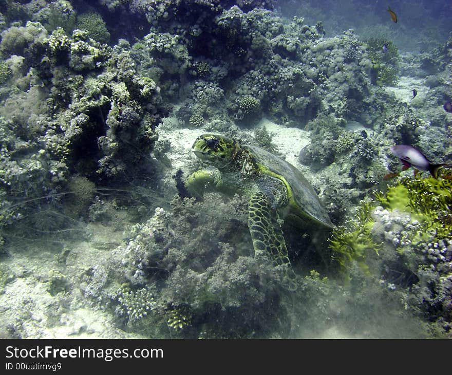 Hawksbill turtle resting on soft coral