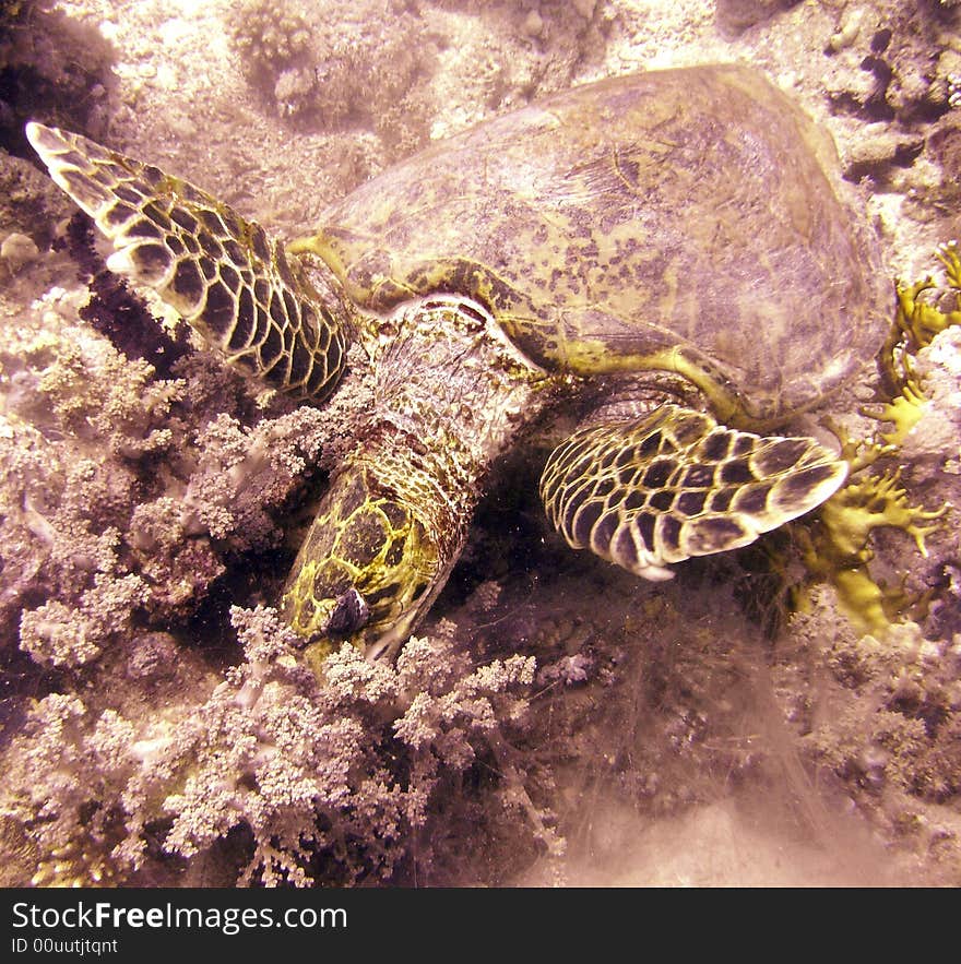 Hawksbill turtle resting on soft coral