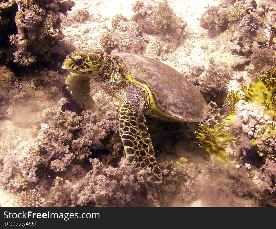 Hawksbill turtle resting on soft coral