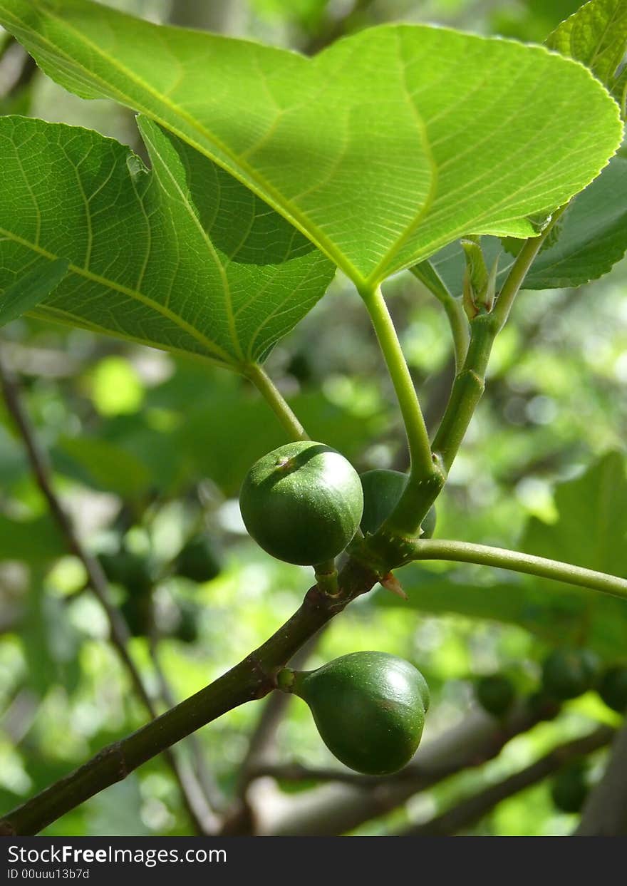 Close up of fruits of fig tree. Close up of fruits of fig tree