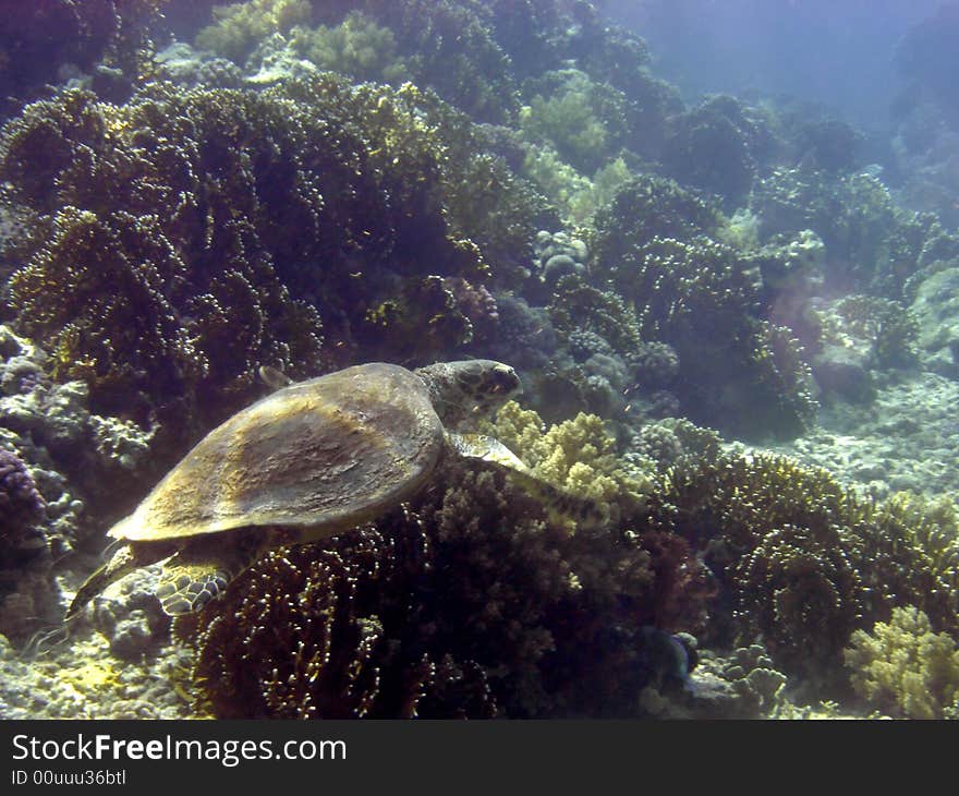 Hawksbill turtle swimming in tropical waters