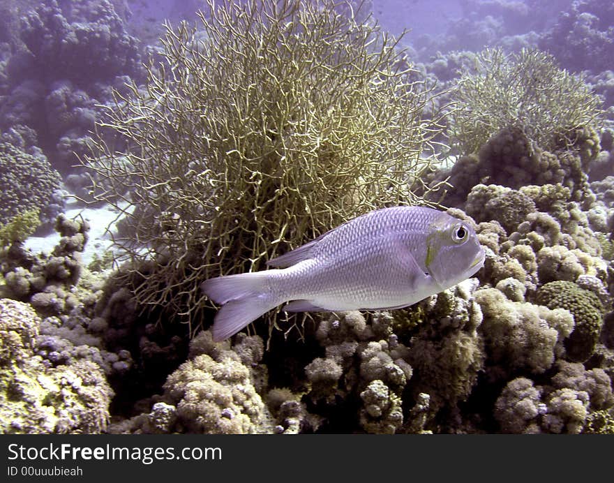 Highfin rudderfish