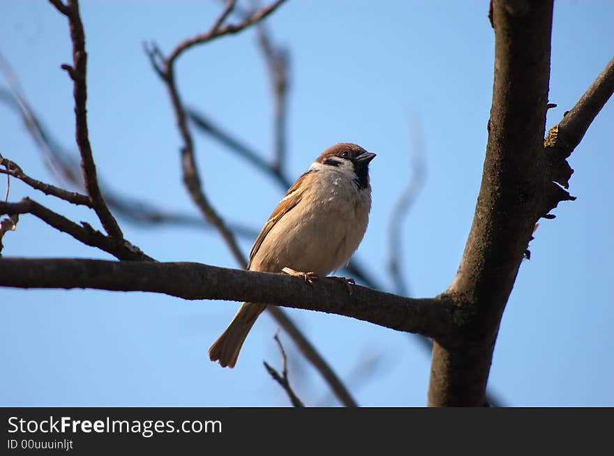 Little wild sparrow sitting on the tree's branch