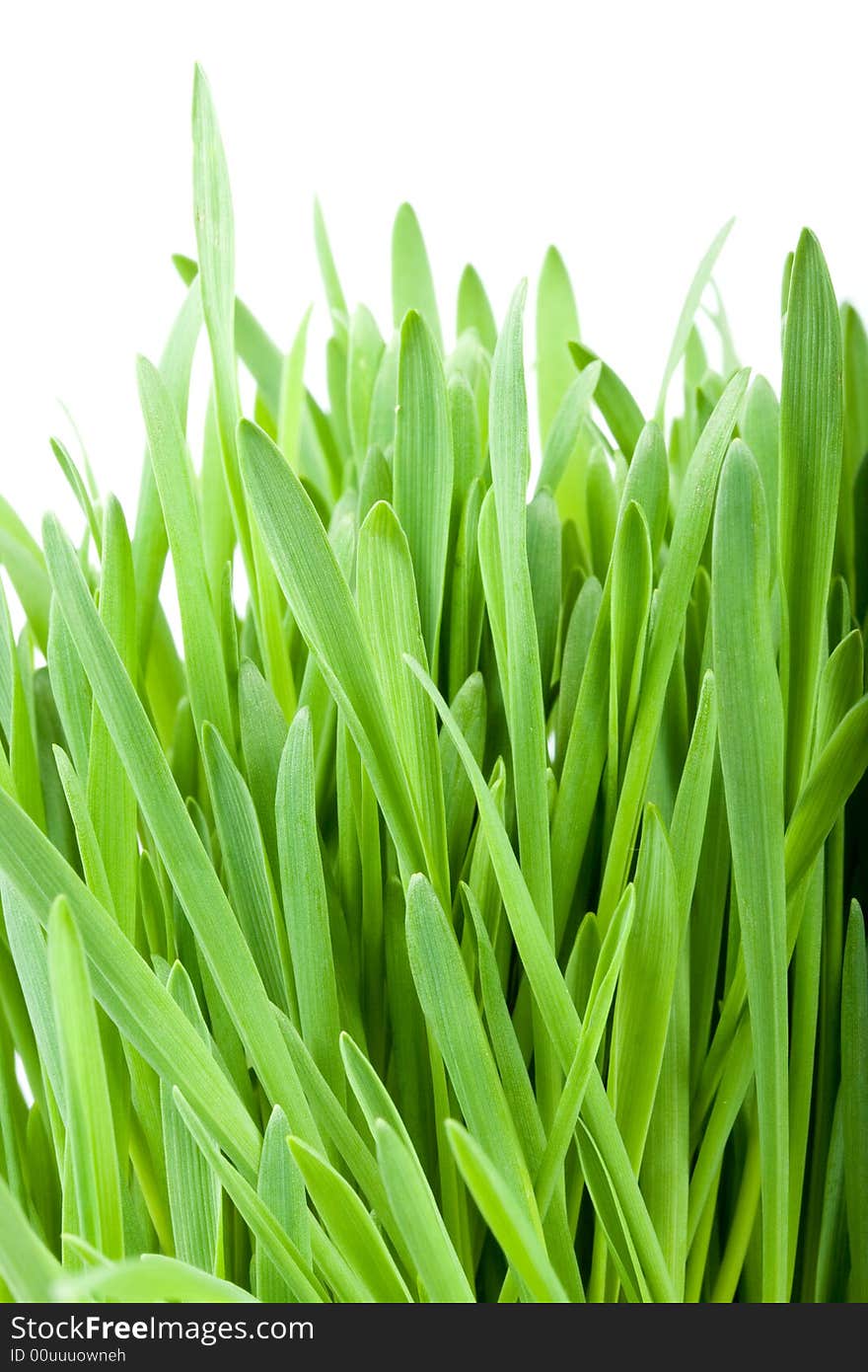 Green grass isolated on a white background