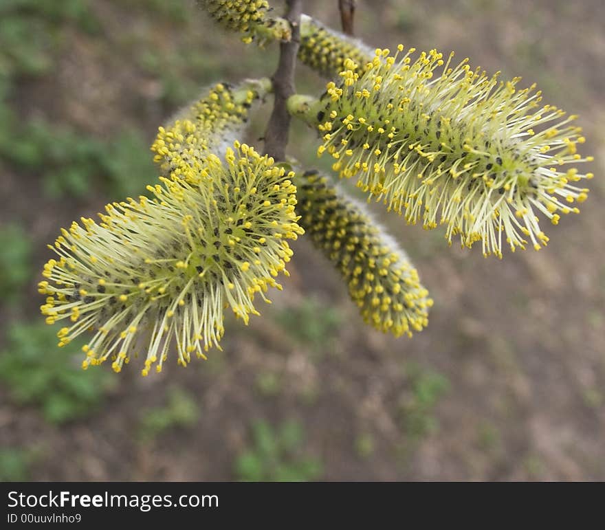 Fluffy flowers of a willow