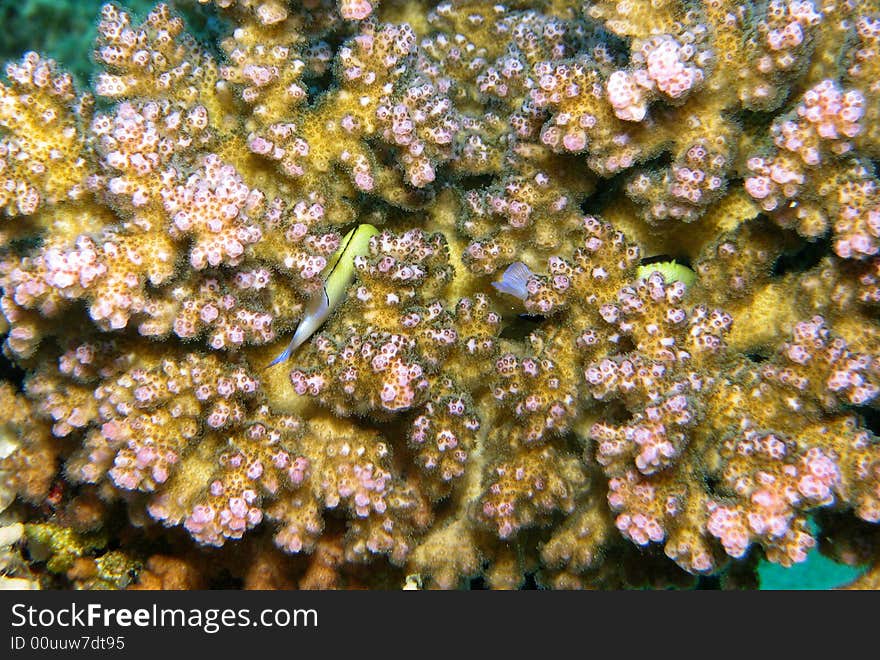 Coral Reef Scene With Fish