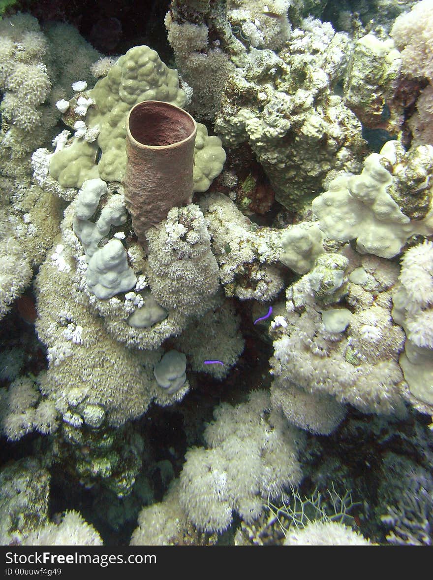 Large tube sponge