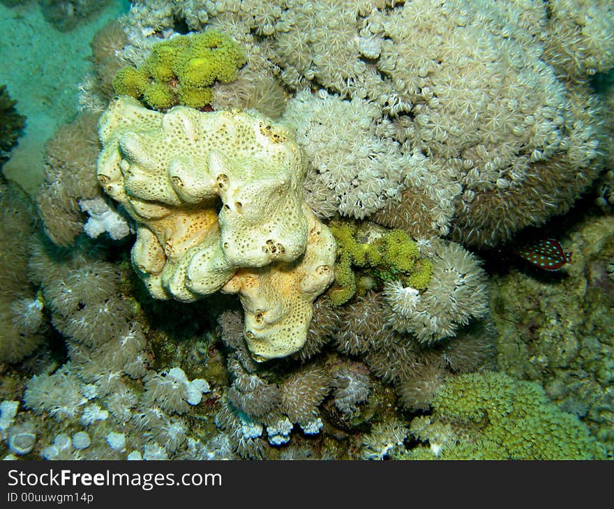 Coral Reef Scene