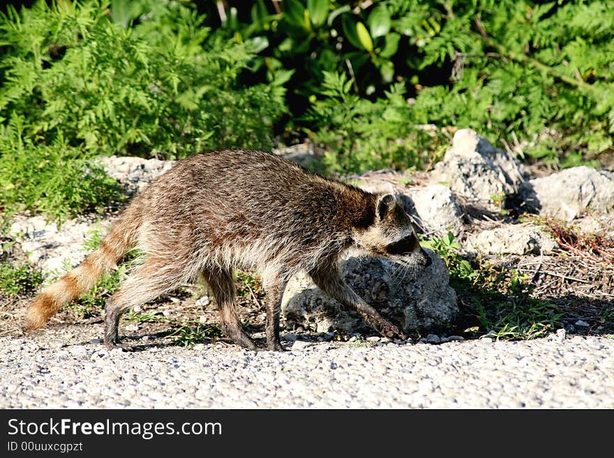 A wild raccoon walking down a trail.