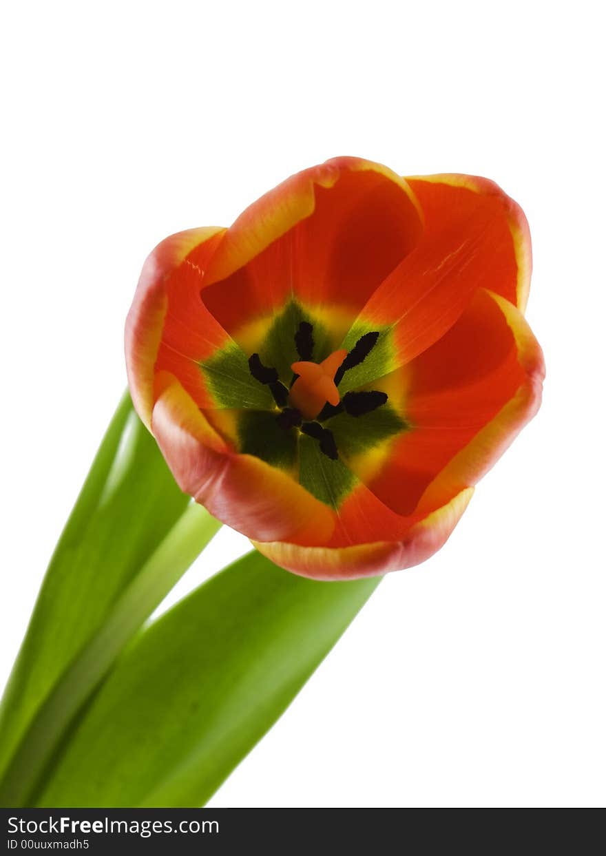 Colorful Tulip