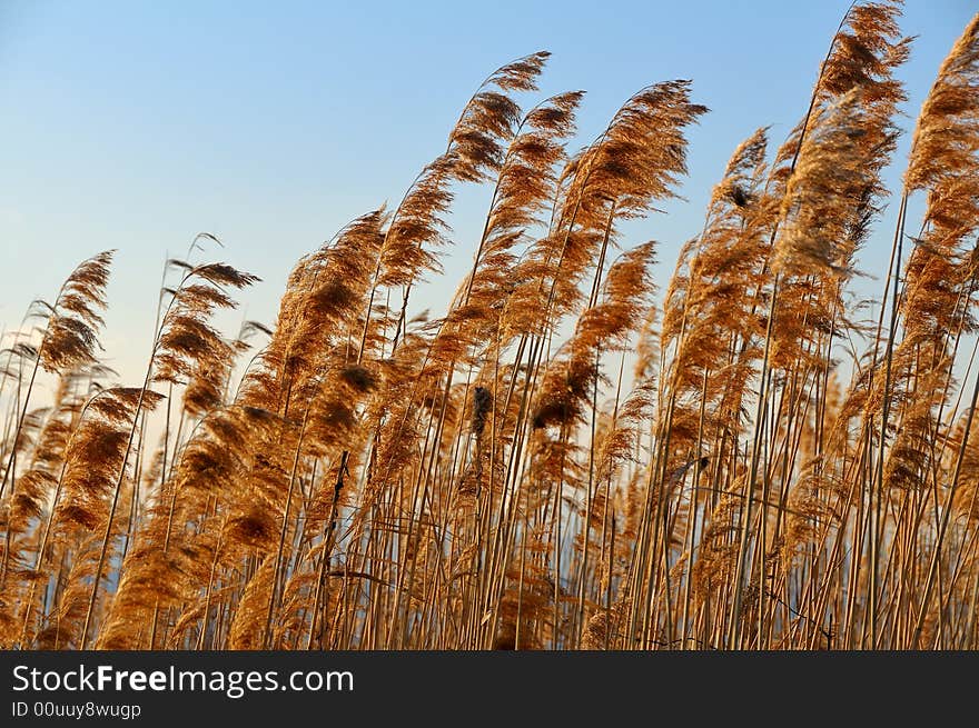 Plants near the Lake