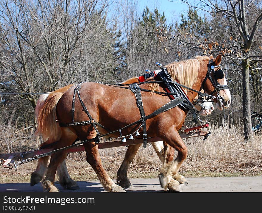 Ponies in harness for a carriage