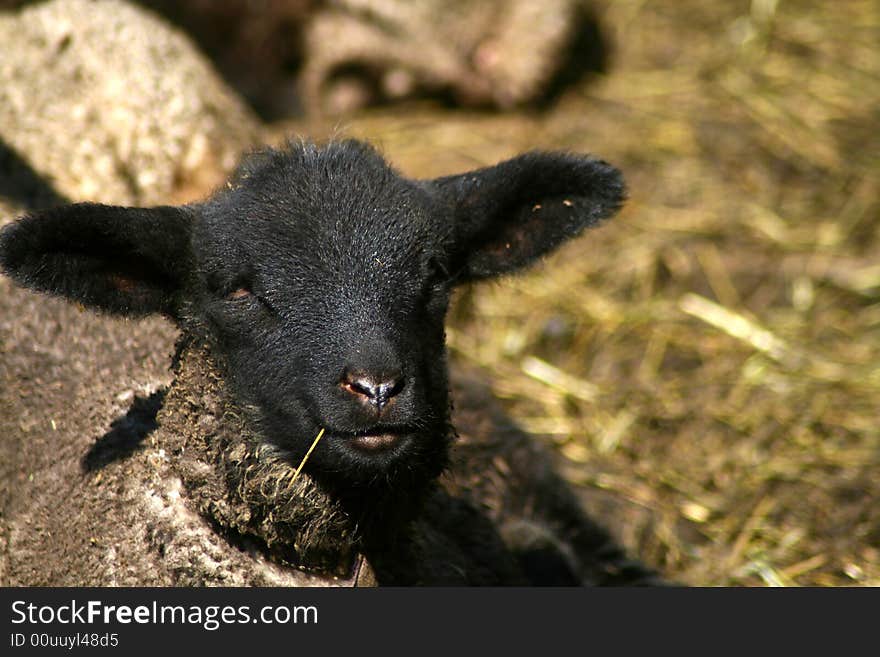 Black Face Lamb