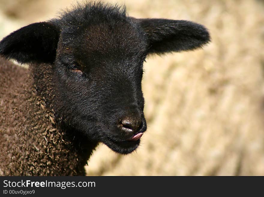 Black Face Lamb 2