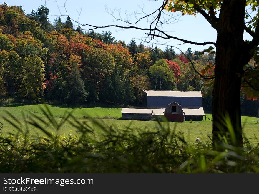 Barn,Field and fall forest with a tree and grass foreground on a sunny day. Barn,Field and fall forest with a tree and grass foreground on a sunny day