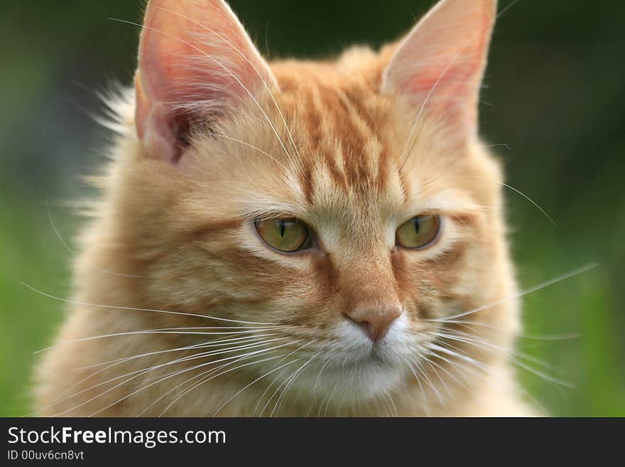 Close up of a tabby cat.