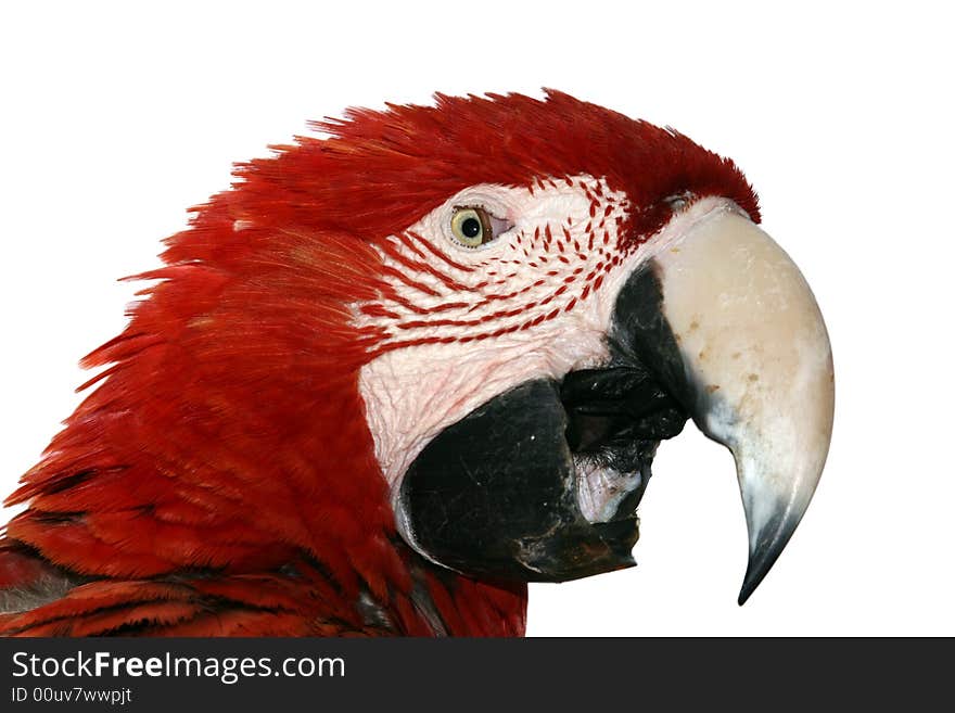 Macaw parrot