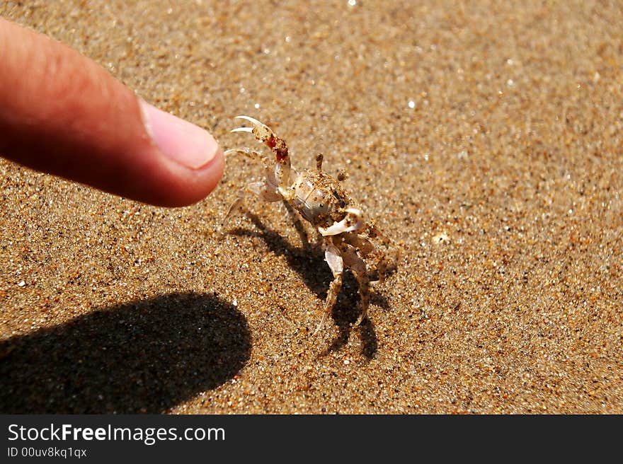 On the beach, there is a small crab raise its two small pincers. On the beach, there is a small crab raise its two small pincers