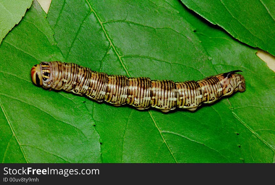 Butterfly's larva moderate climate of Russia: Phalera bucephala