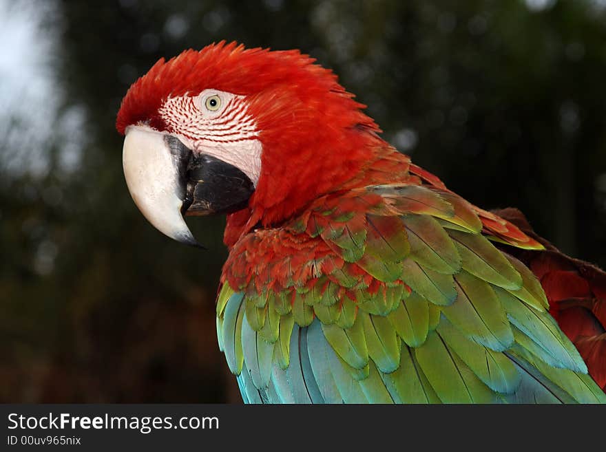 Macaw Parrot