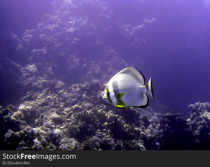 Longfin spadefish swimming near coral