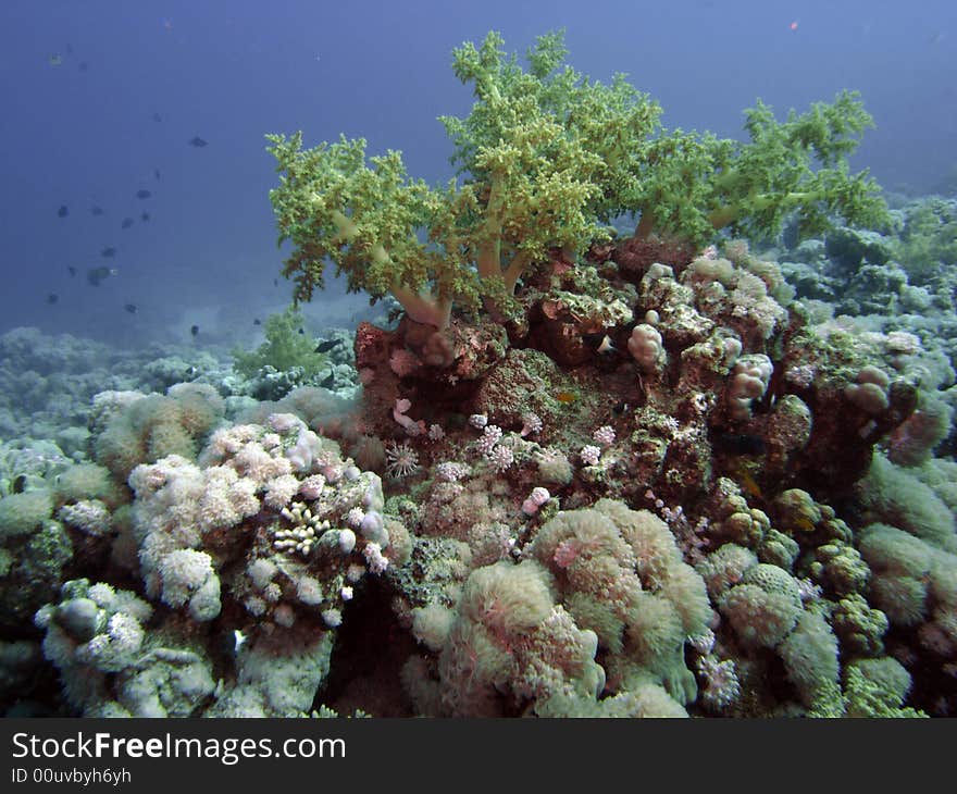 Litophyton arboreum on coral reef