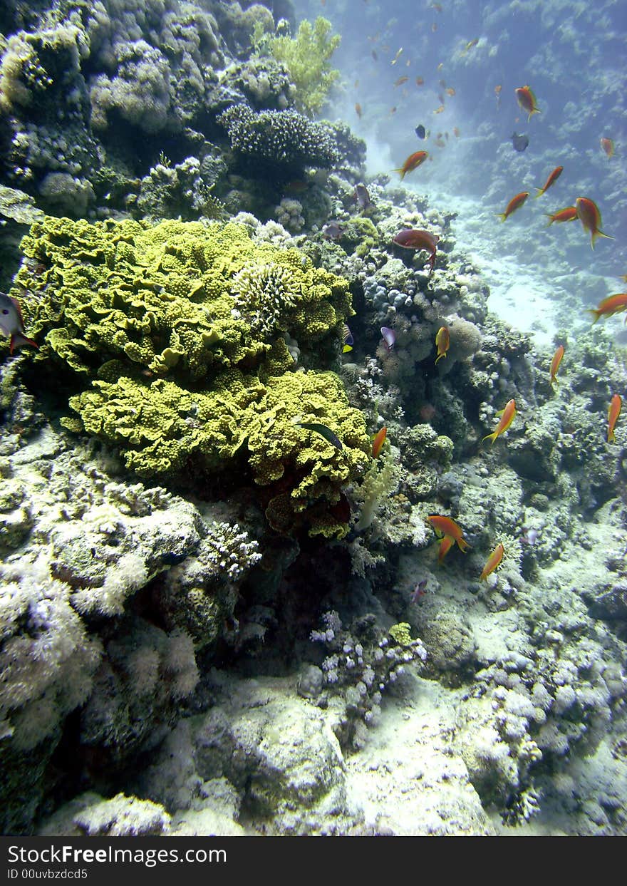 Coral reef scene with fish