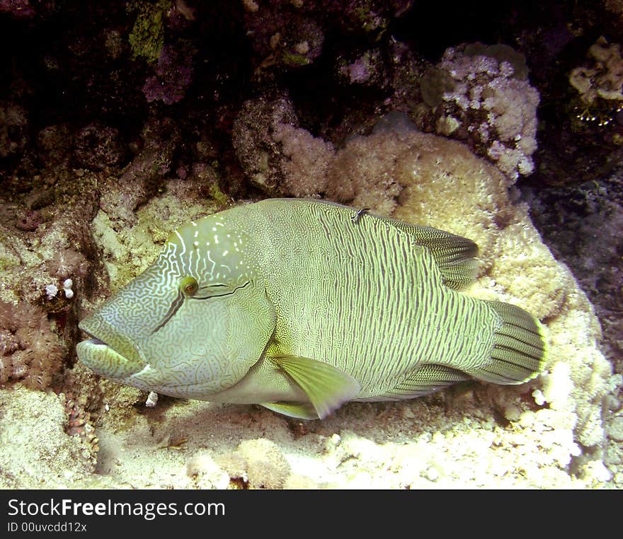 Napoleon wrasse