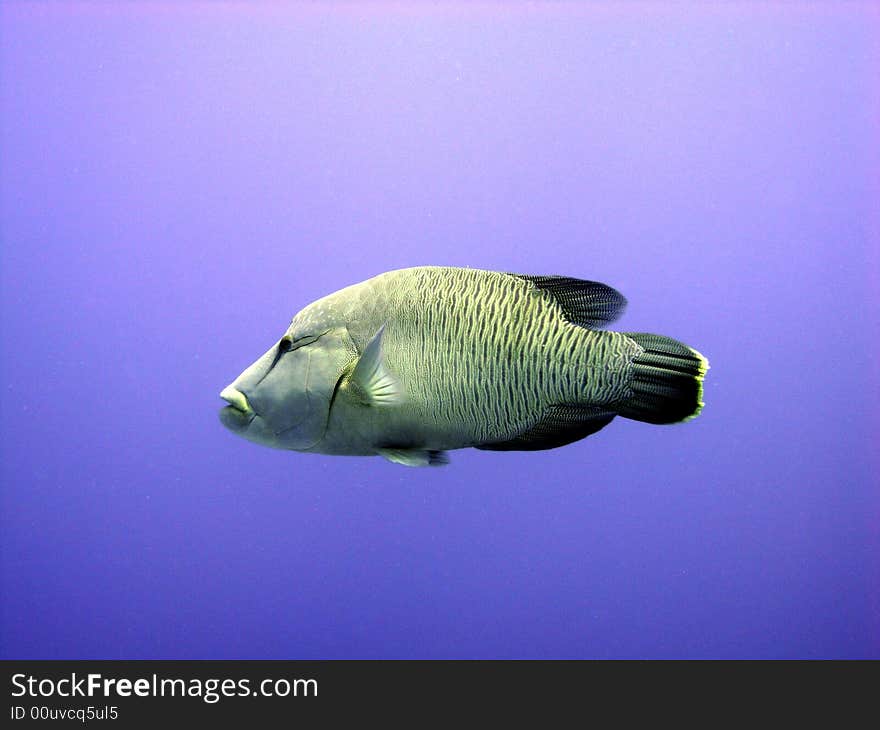 Napoleon wrasse swimming