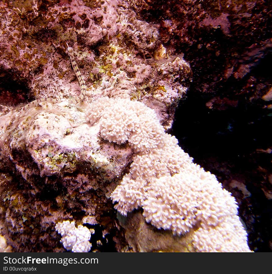 Pipefish hiding