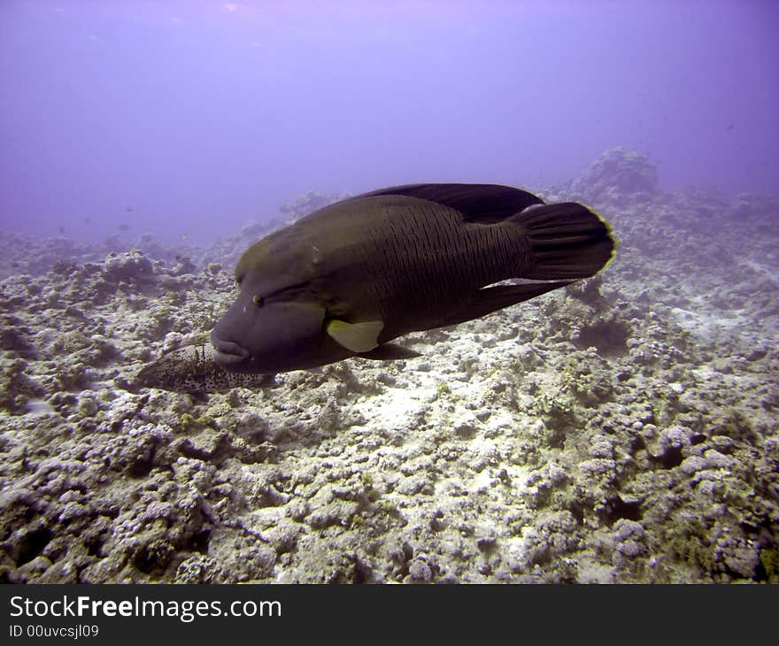 Napoleon wrasse swimming