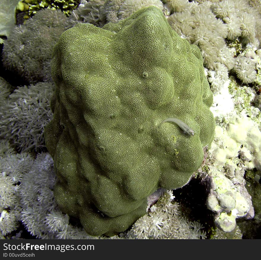 Porites solida and dentex blenny