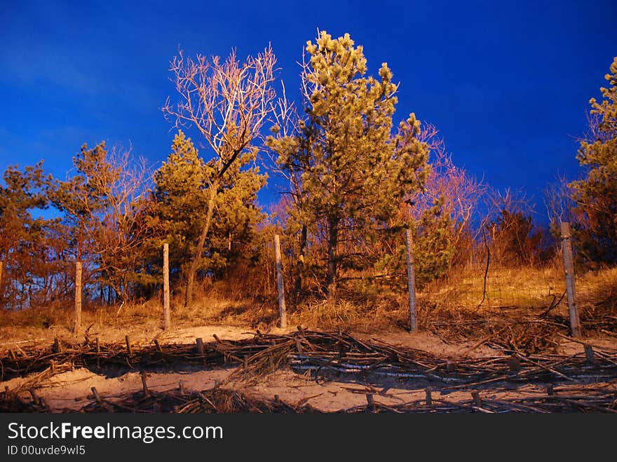 Trees at nigth