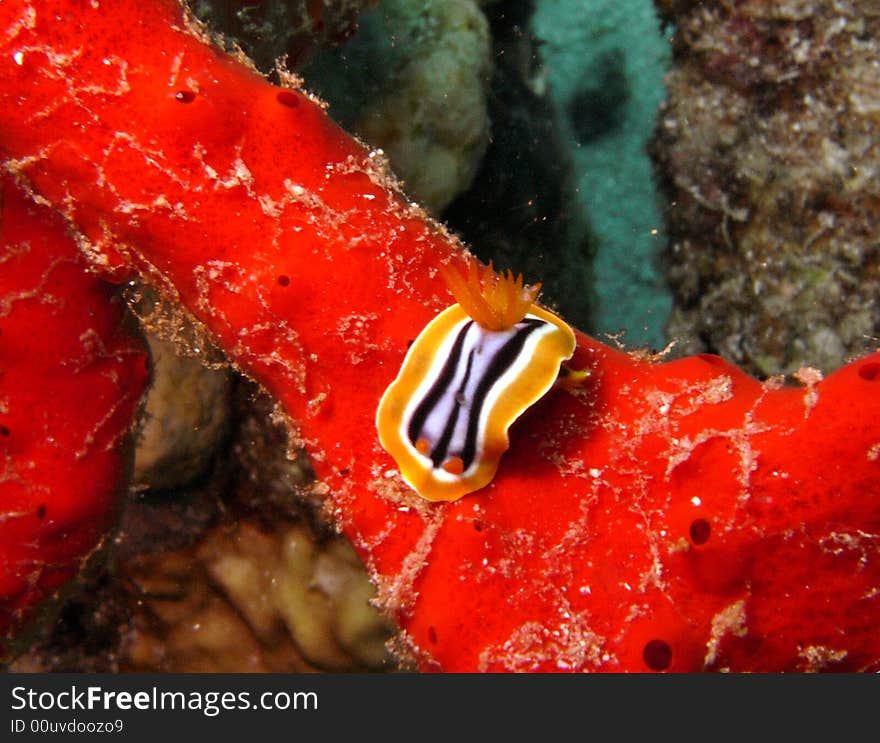 Pyjama chromodorid nudibranch on red coral